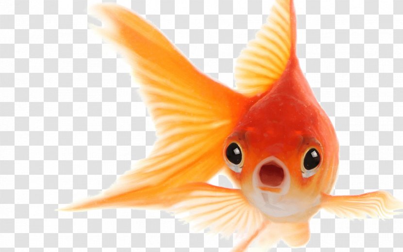 Goldfish Image Clip Art - Fish Transparent PNG