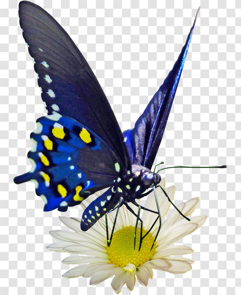 Monarch Butterfly Gossamer-winged Butterflies And Moths - Arthropod - Flower Transparent PNG