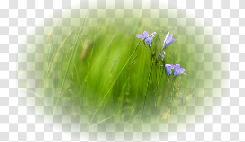 Landscape Painting Desktop Wallpaper Clip Art - Pain - Spring Grass Transparent PNG