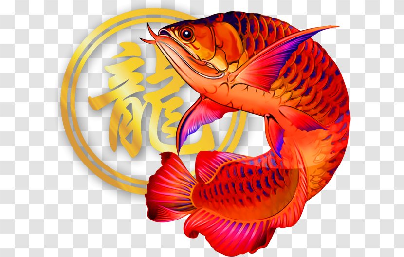 Asian Arowana Ornamental Fish Marine Biology Article - Pond Transparent PNG