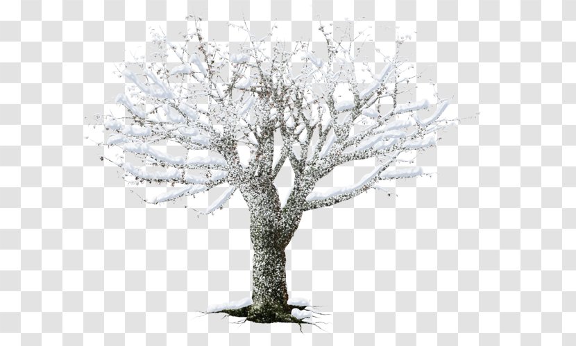 White - Branch - Winter Tree Transparent PNG