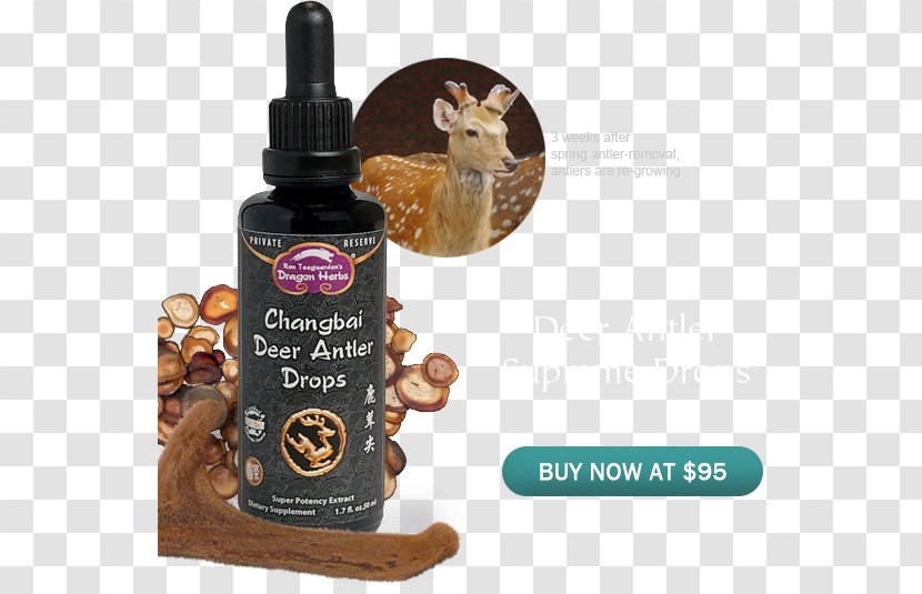 Deer Dragon Herbs The Ginsengs Antler Flavor - Los Angeles Transparent PNG