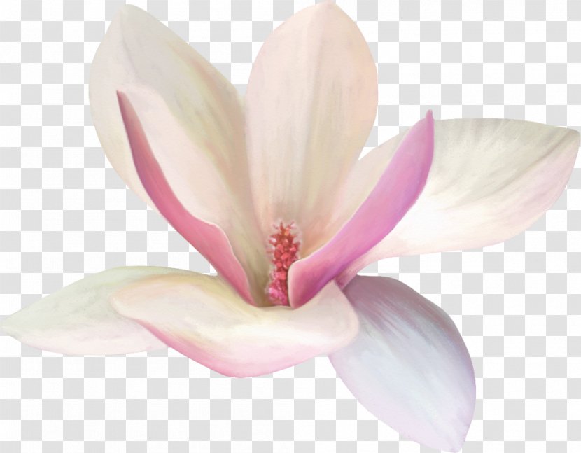 Yulan Magnolia White Flower - Rgb Color Model Transparent PNG
