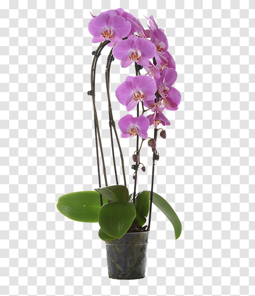 Phalaenopsis Equestris Cut Flowers Crimson Cattleya Orchids Dendrobium - Plant Stem - Luxuriant Transparent PNG