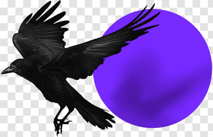 Rook American Crow Bird Common Raven Stock Photography Transparent PNG