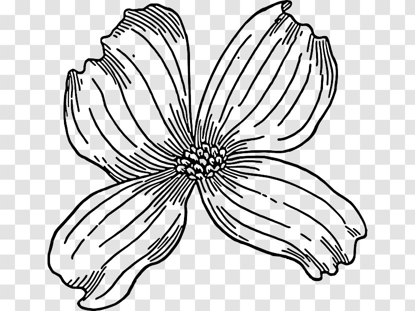 Flowering Dogwood Drawing Clip Art - Cut Flowers - Sketch Flower Transparent PNG