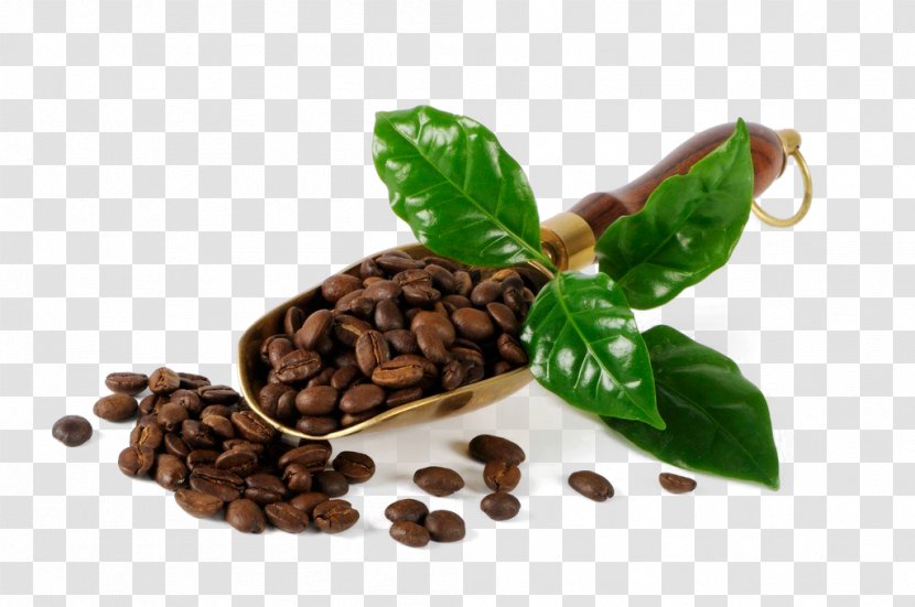 Coffee Bean Cafe Burr Mill - Beans Transparent PNG