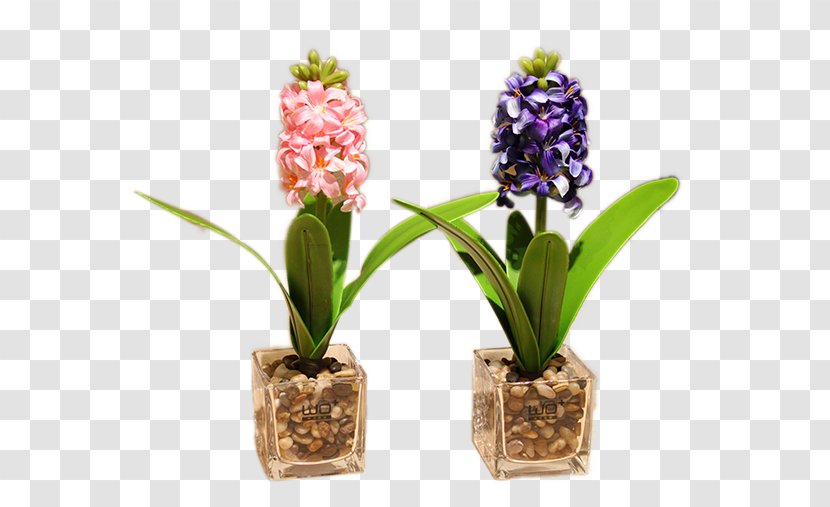 Moth Orchids Image Flower Design - Floral - Hyacinth Transparent PNG