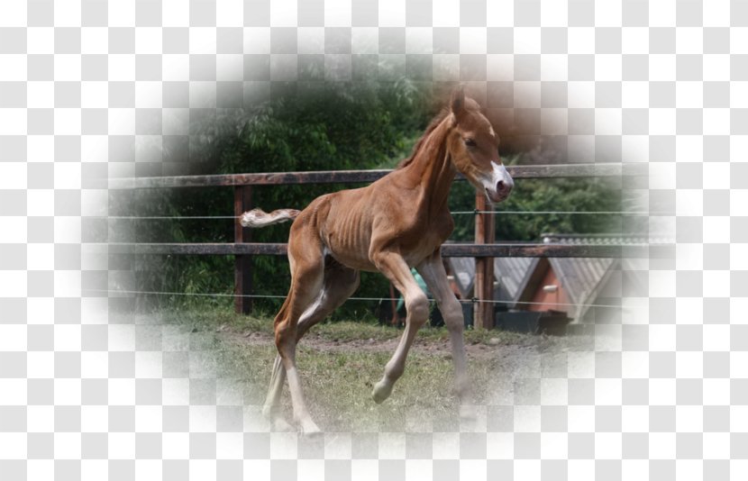 Mare Foal Mustang Stallion Colt Transparent PNG