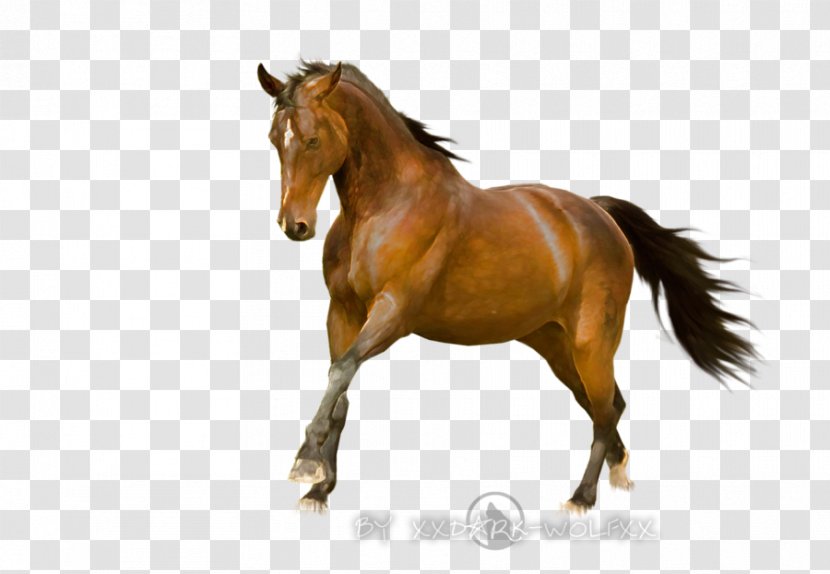 Mustang Mane Palomino Stallion Mare - Horse Like Mammal Transparent PNG