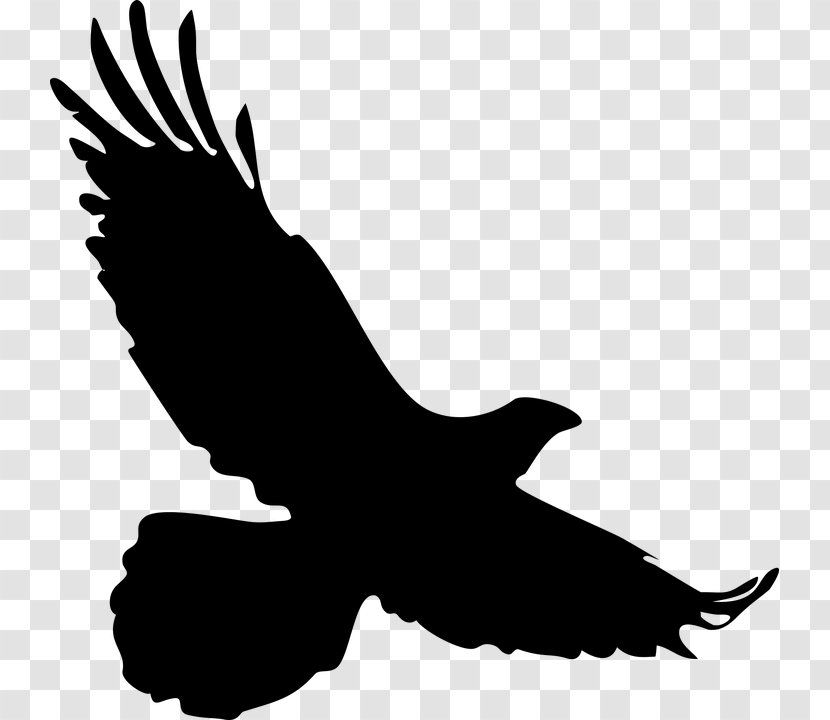 Bald Eagle Clip Art Bird - Burung Merpati Transparent PNG