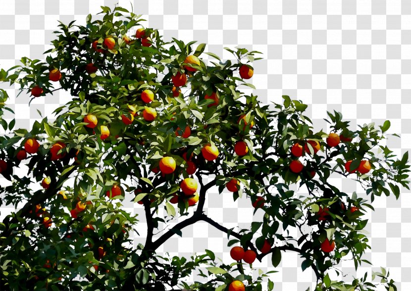 Bitter Orange Fruit Tree - Tangelo - Woody Plant Transparent PNG