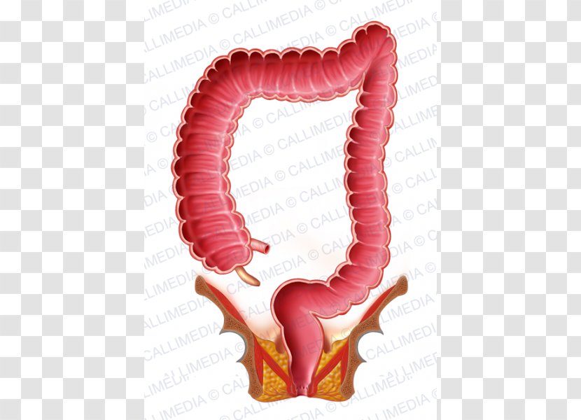 Large Intestine Rectum Small Digestion - Watercolor - Flower Transparent PNG