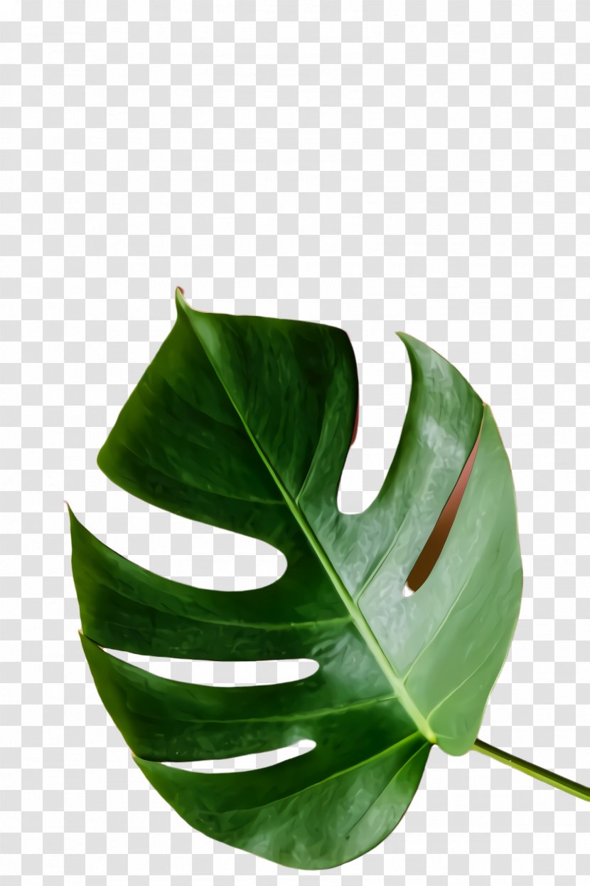 Green Leaf Background - Alismatales Monstera Deliciosa Transparent PNG