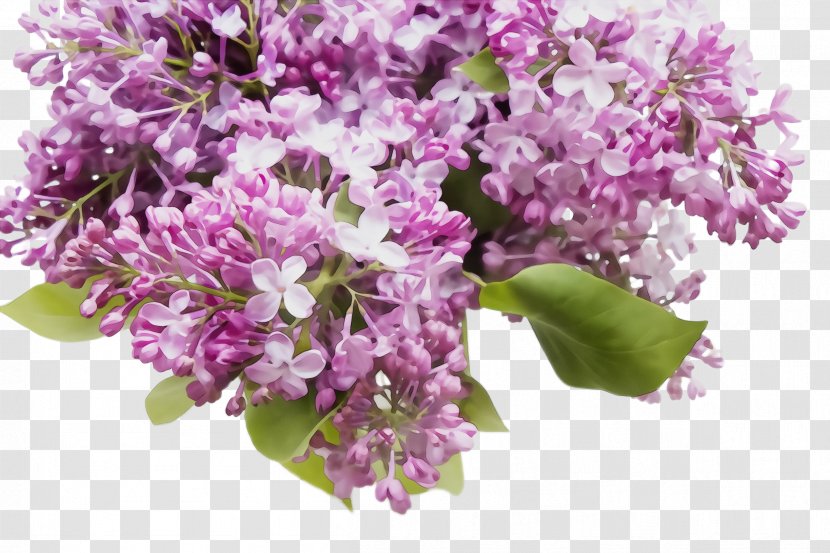 Flower Lilac Plant Cut Flowers - Bouquet Purple Transparent PNG