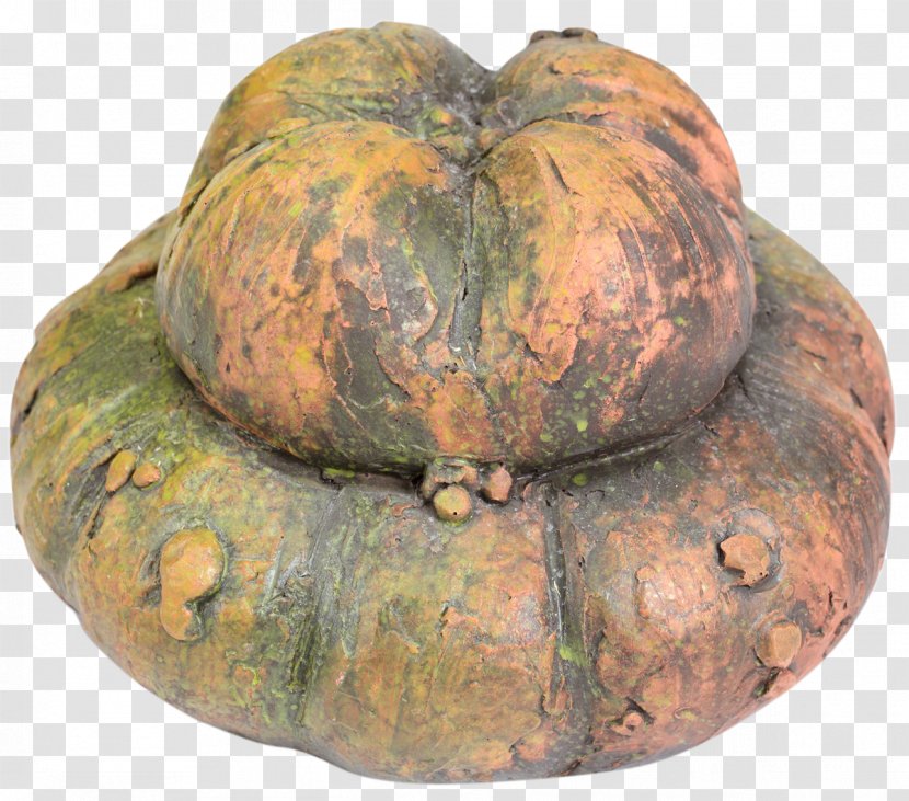 Cucurbita Winter Squash Gourd Pumpkin Calabaza Transparent PNG