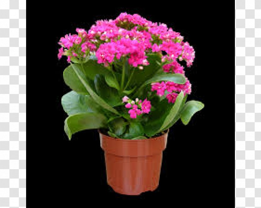 Primrose Flowerpot Widow's-thrill Plant - Flower Transparent PNG