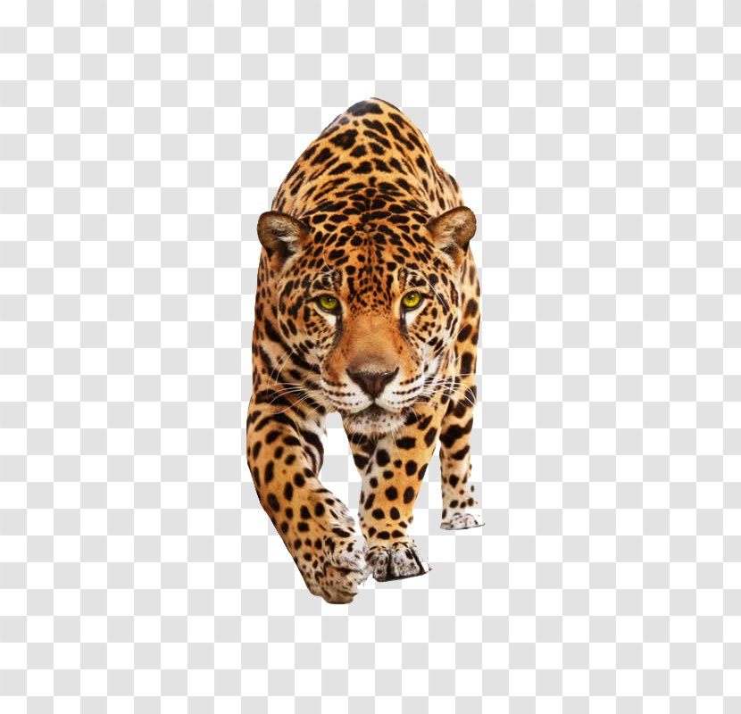 Tiger - Big Cats - Wildcat Transparent PNG