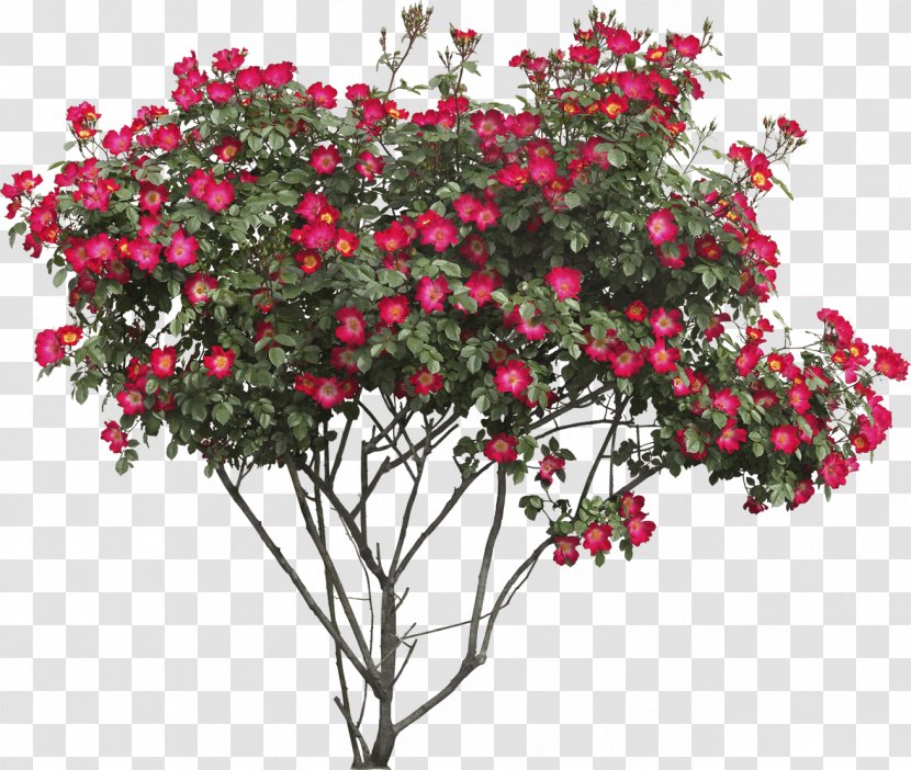 Flower Tree Shrub Clip Art - Garden Roses - Red Transparent PNG