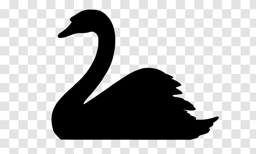 The Black Swan: Impact Of Highly Improbable Tundra Swan Trumpeter Whooper - Waterfowl Transparent PNG