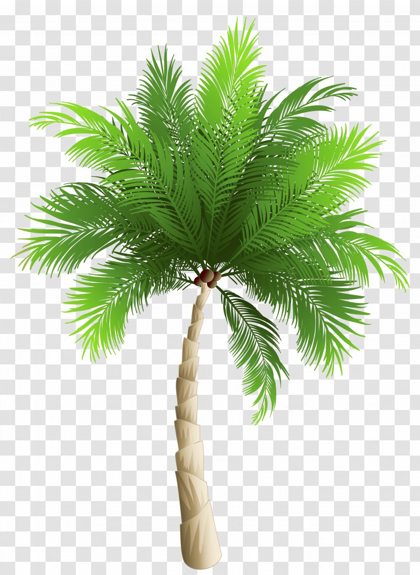 Coconut Arecaceae Phoenix Canariensis Clip Art - Borassus Flabellifer - Palm Tree Transparent PNG