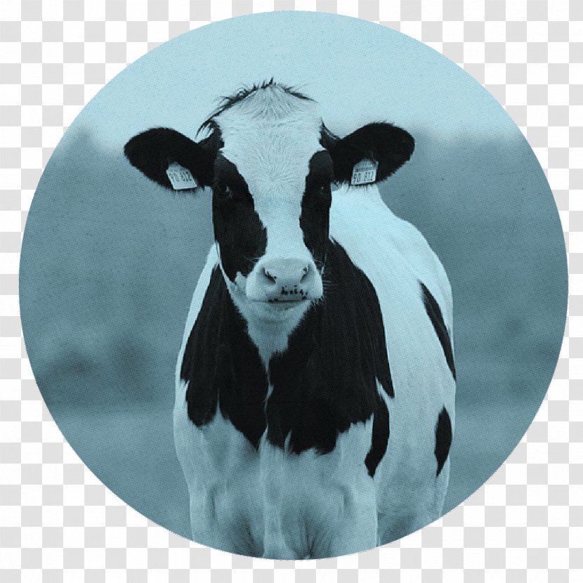 Holstein Friesian Cattle Beef Milk Dairy Farming - Cow - Head Transparent PNG