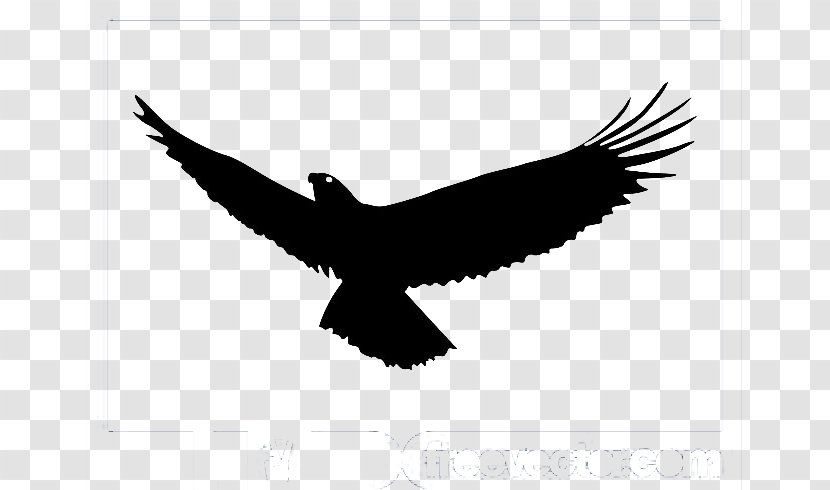 Bald Eagle Bird Flight Transparent PNG