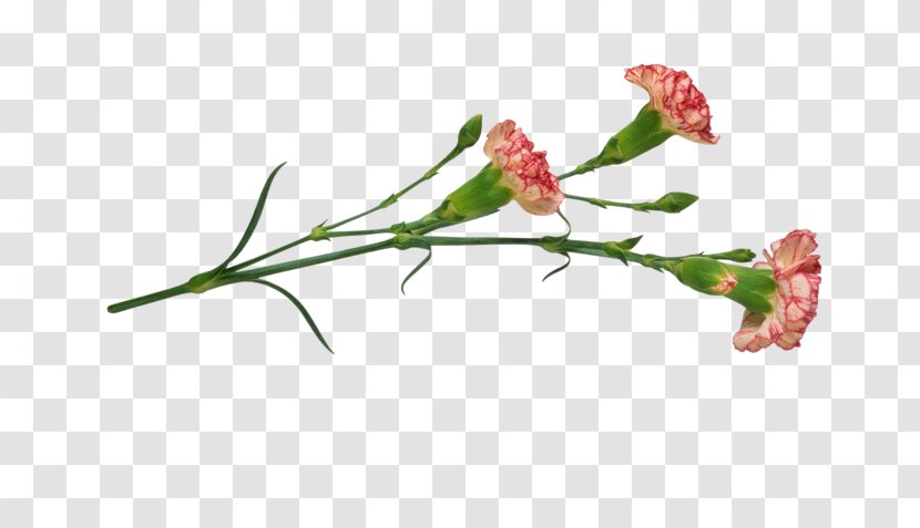 Carnation China Pink Flower Plant Transparent PNG