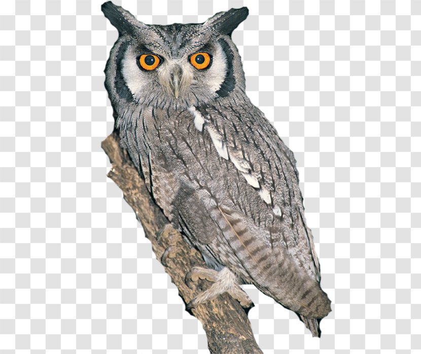 Great Grey Owl Fauna Beak Highway M01 Transparent PNG