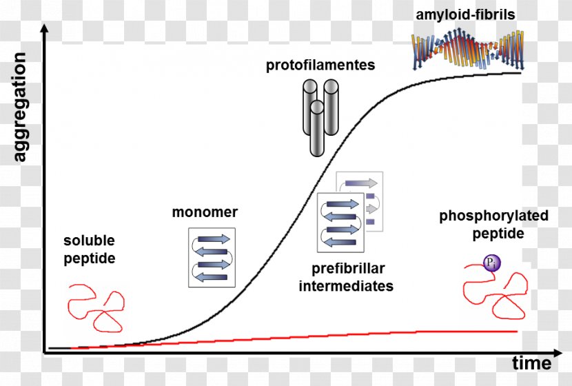 Peptide Protein Phosphorylation Amyloid Conformational Isomerism - Chemical Stability - Link Aggregation Transparent PNG