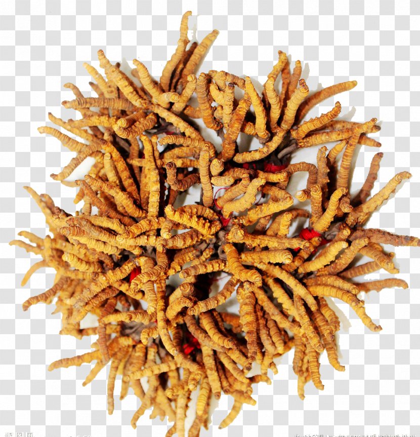 Cordyceps Militaris Caterpillar Fungus Traditional Chinese Medicine Extract - Animal Source Foods - East From Grass Transparent PNG