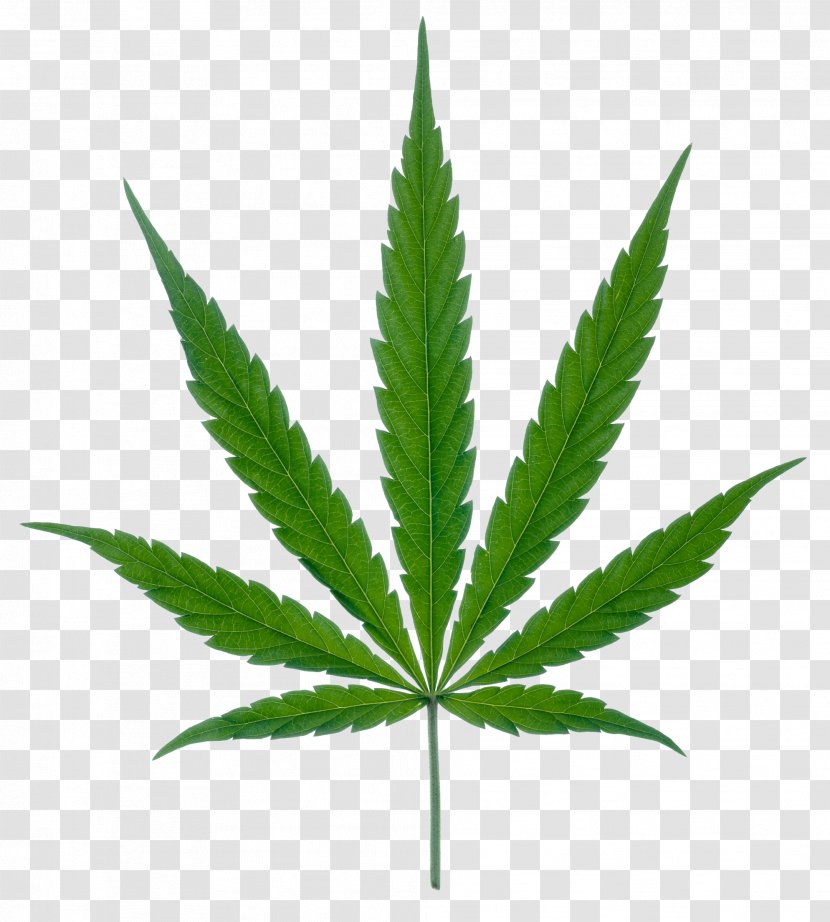 Medical Cannabis Leaf Marijuana Clip Art - Hemp Family - Green Leaves Potted Buckle Transparent PNG