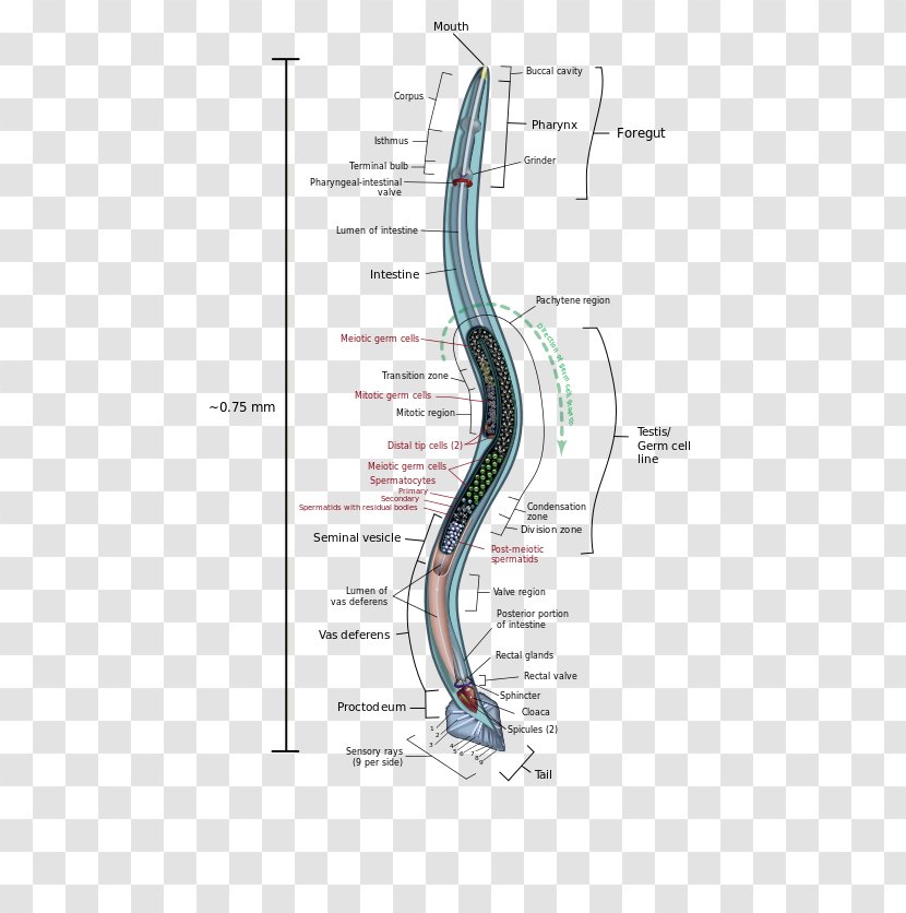 Roundworms Anatomy Trichinosis - Tree - Cartoon Transparent PNG