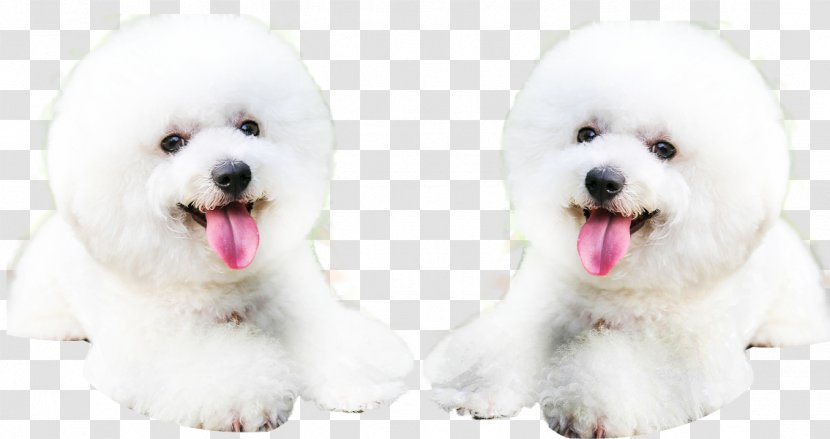 Bichon Frise Shar Pei Puppy - Animal - The Dog Of Tongue Transparent PNG
