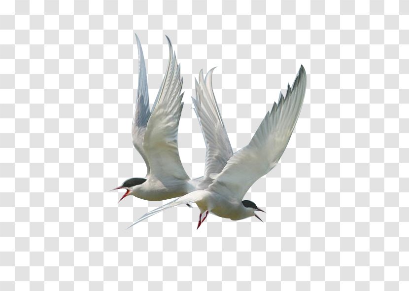Gulls Seabird Clip Art - Crane Like Bird - Charadriiformes Transparent PNG
