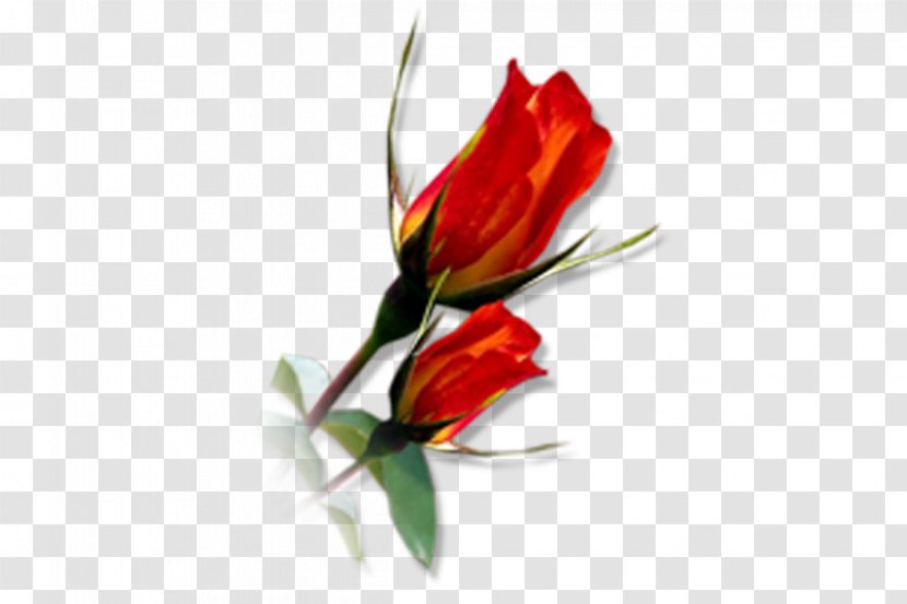 Cut Flowers Tulip Floral Design Floristry - Photoshop Transparent PNG
