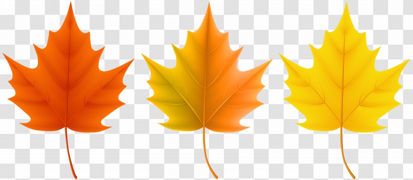 Red Maple Sugar Autumn Leaf Color - Leaves Set Clip Art Image Transparent PNG