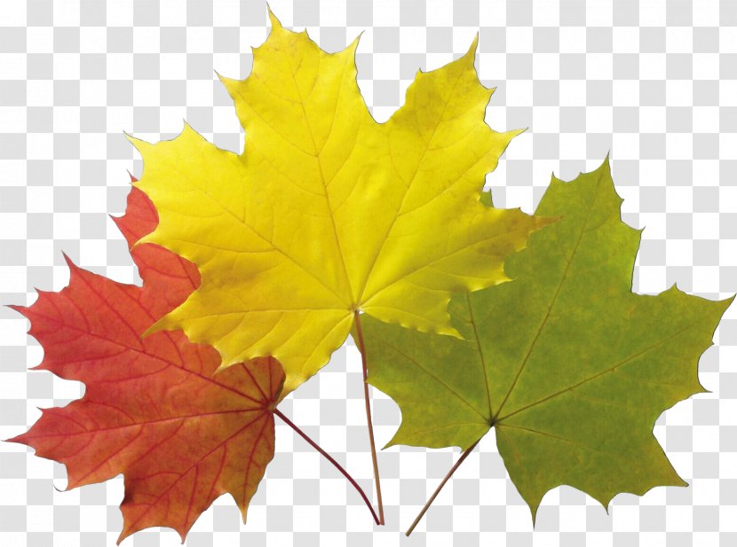 Maple Leaf - Woody Plant - Flower Transparent PNG