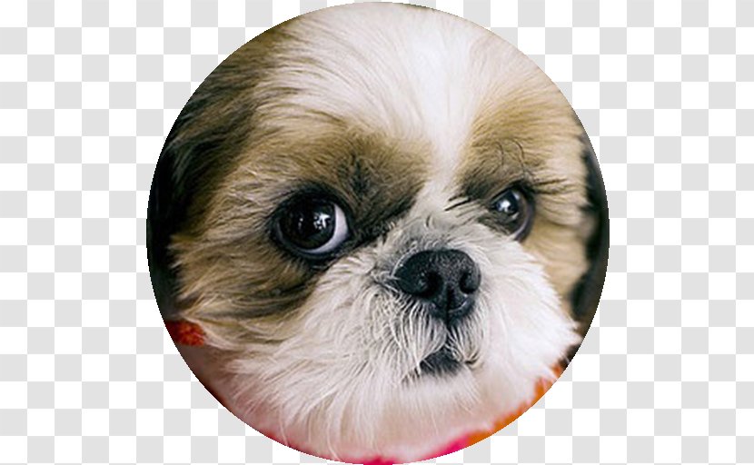 Shih Tzu Chinese Imperial Dog Puppy Breed Companion - Like Mammal Transparent PNG