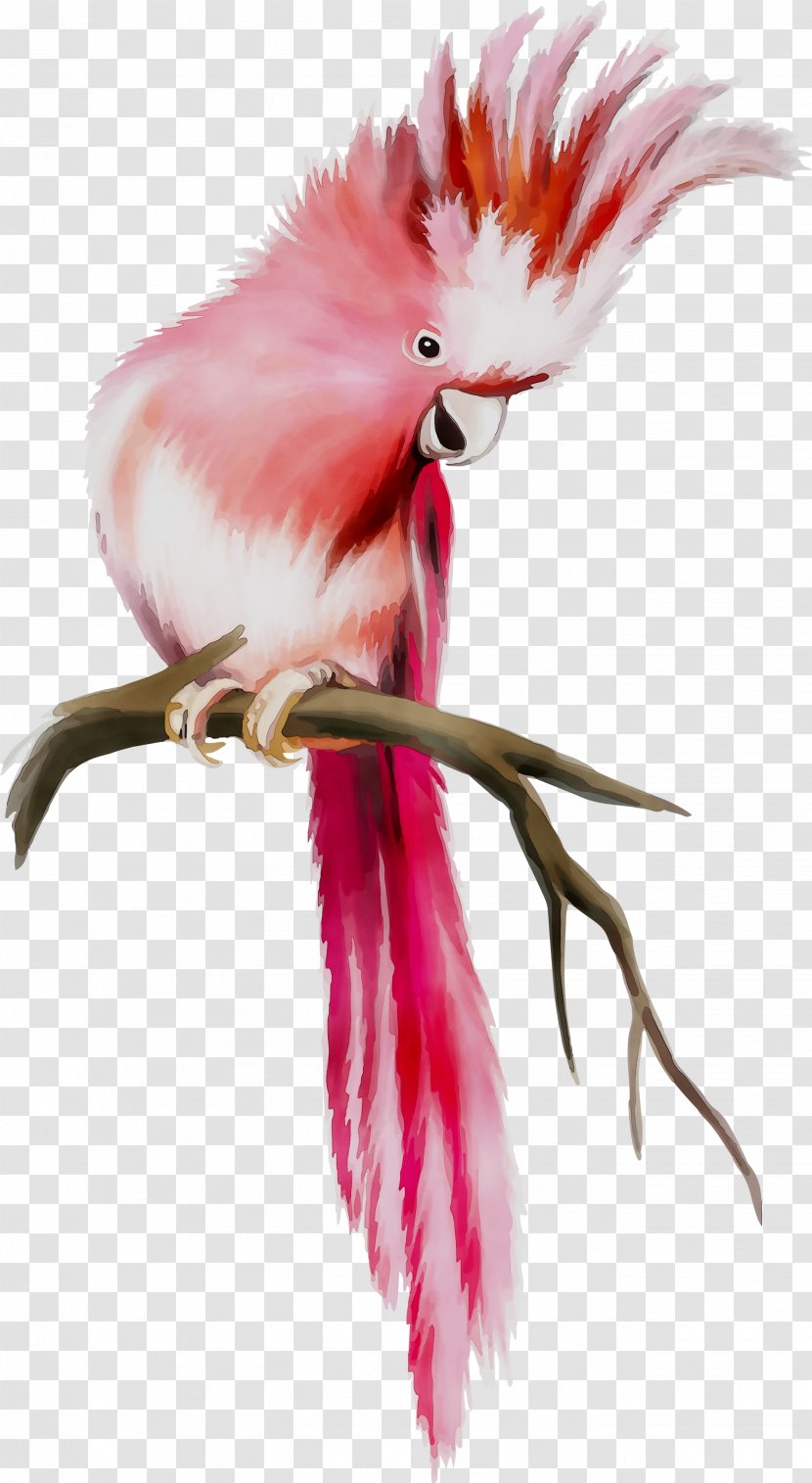 Illustration Feather Beak Chicken As Food - Pink - Wing Transparent PNG