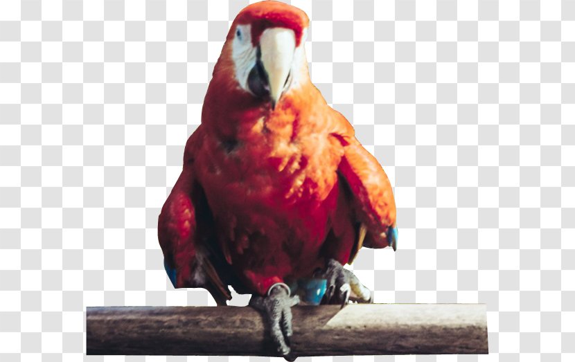 Macaw Beak Feather Fauna Loriini - Perico Transparent PNG