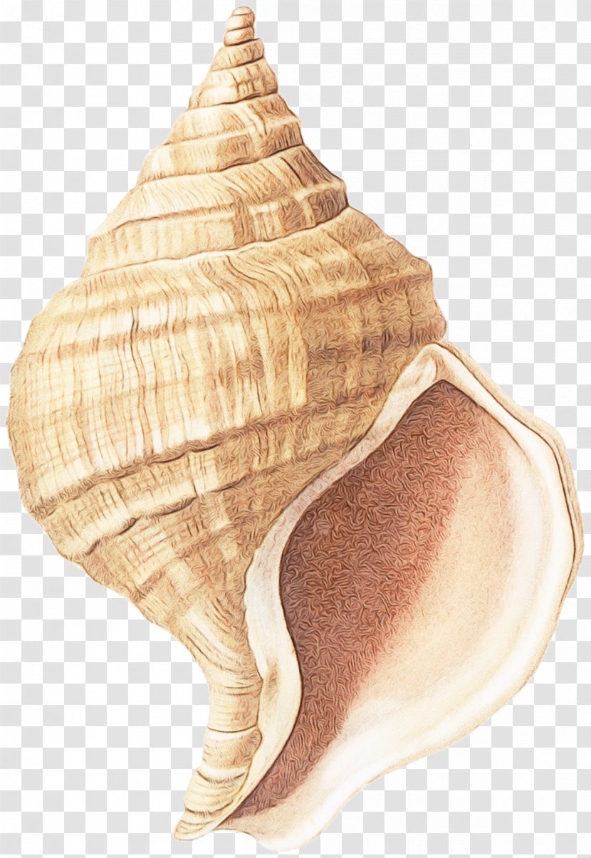 Conch Shankha Shell Sea Snail - Wet Ink - Soft Serve Ice Creams Snails And Slugs Transparent PNG