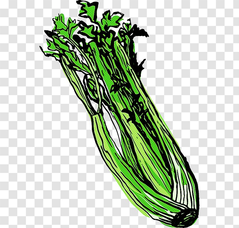 Vegetable Plant Herb Leaf Stem Transparent PNG