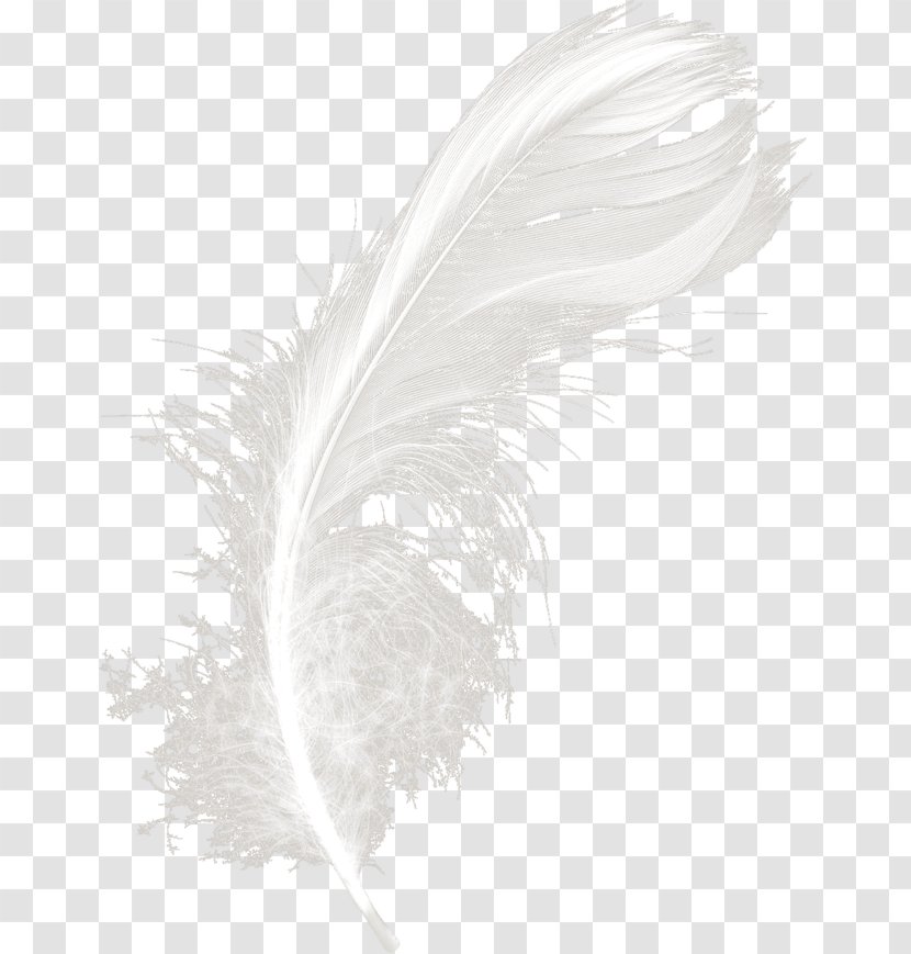 White Feather Black - And - Feathers Transparent PNG