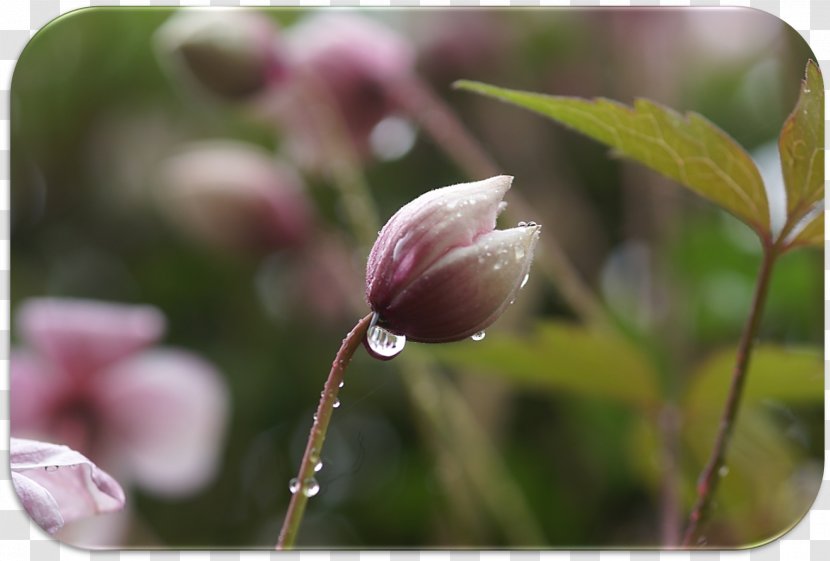 Magnolia Family Close-up Plant Stem Branching - Biesterfeld Transparent PNG