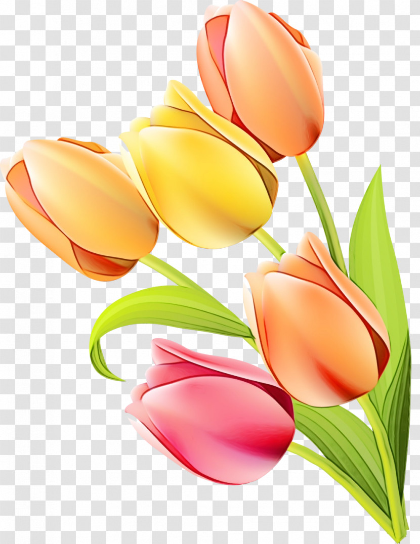 Tulip Flower Petal Cut Flowers Plant Transparent PNG