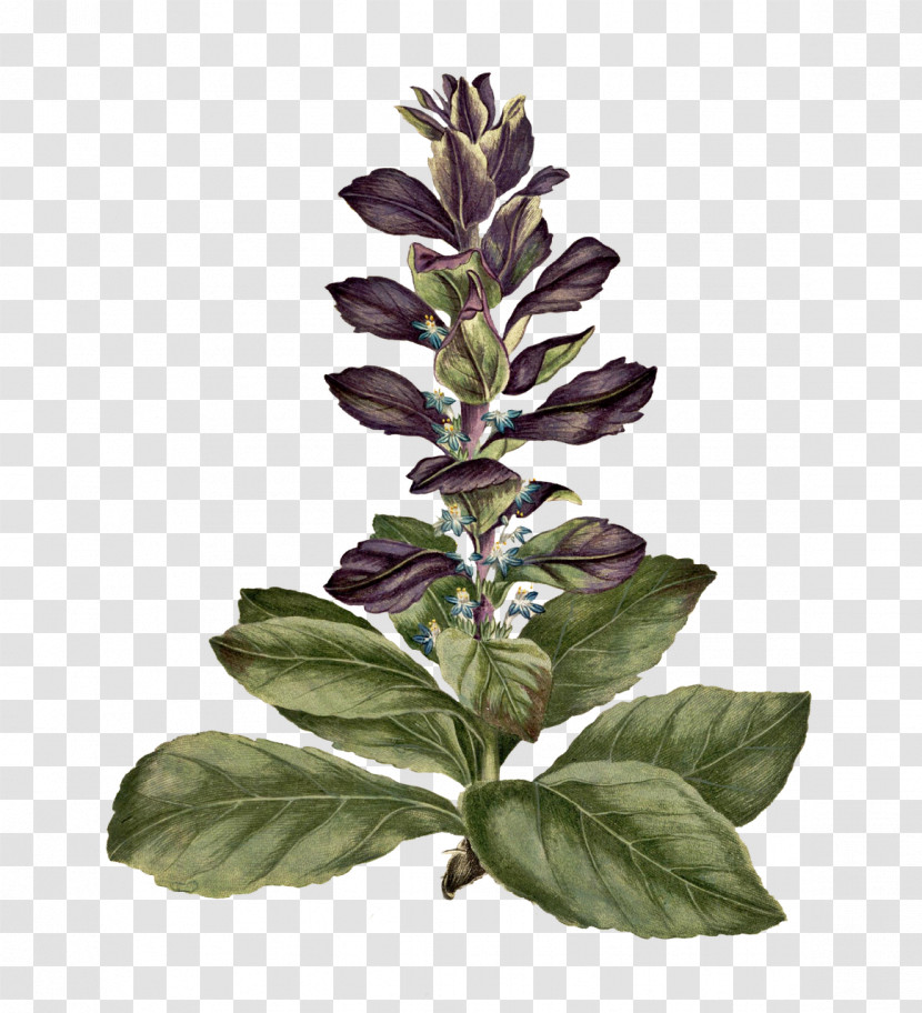 Plant Stem Basil Leaf Herbal Medicine Plants Transparent PNG