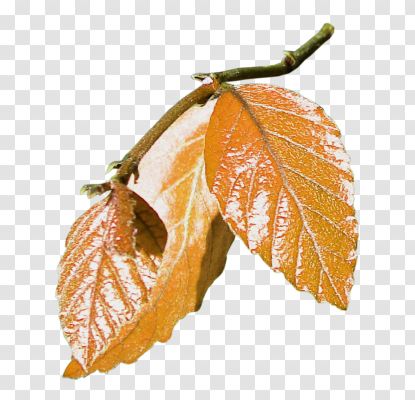 Leaf Tree Plant Woody Plant Beech Transparent PNG
