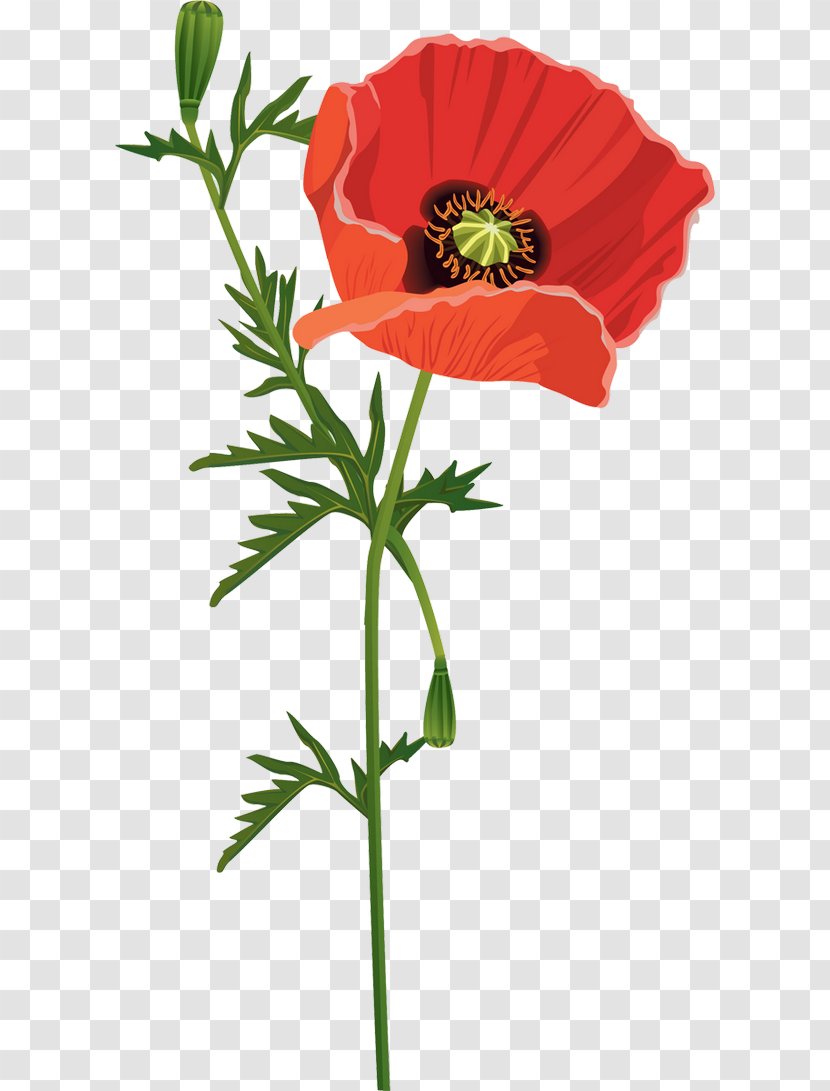 Common Poppy Flower Opium - Blume - Red Wavy Annual Report Template Transparent PNG