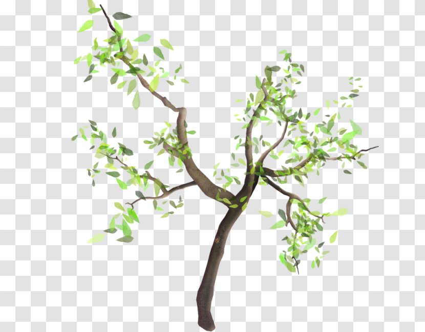 Twig Tree Branch Nursery Shrub - Almond Transparent PNG